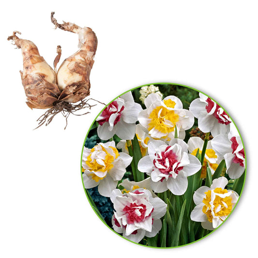 15x Narzissen  Narcissus - Mischung 'Perfect Match' weiβ-rosa-gelb - Alle beliebten Blumenzwiebeln