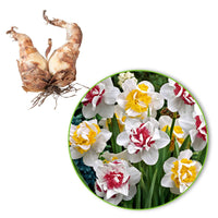 15x Narzissen  Narcissus - Mischung 'Perfect Match' weiβ-rosa-gelb - Beliebte Blumenzwiebeln