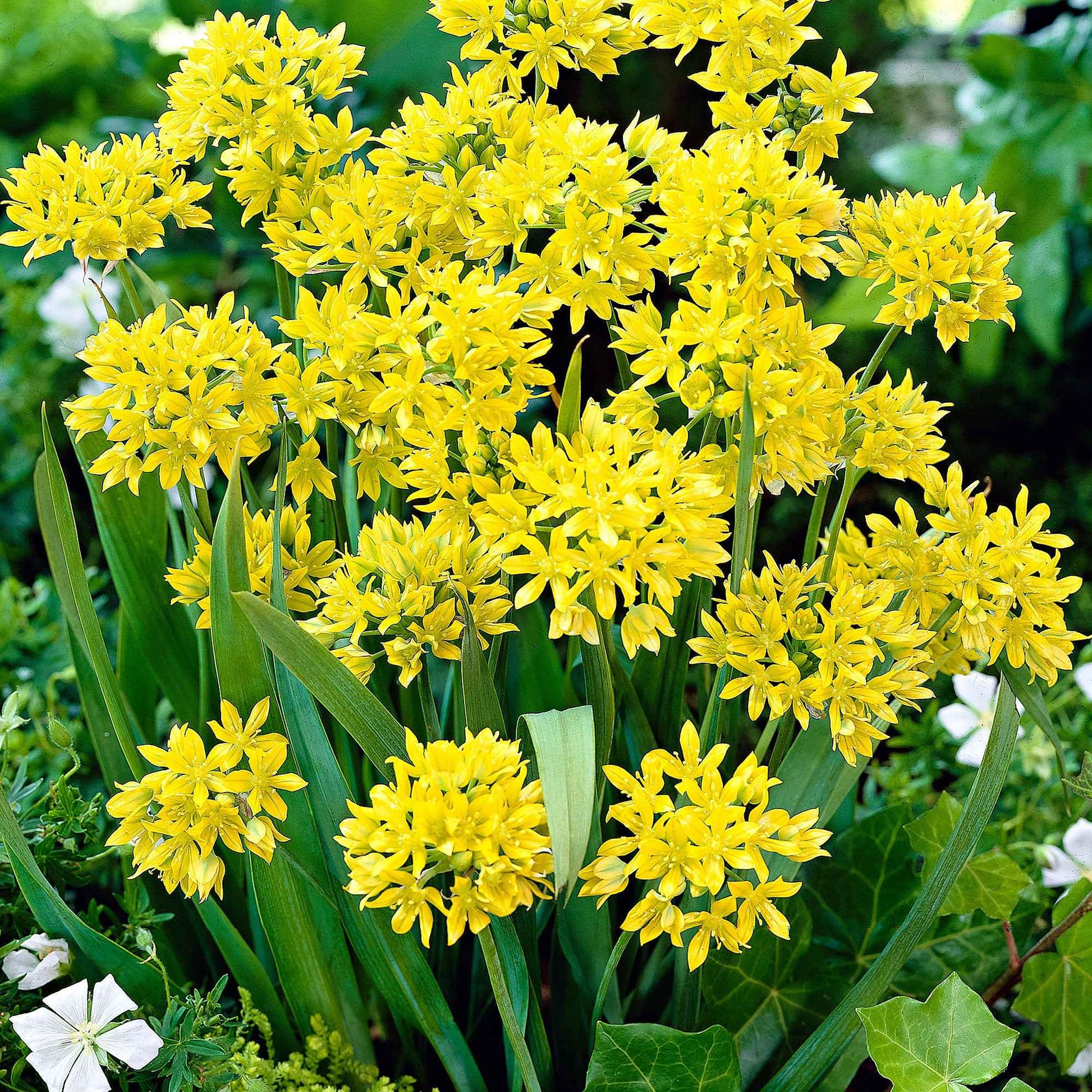 100x Allium moly Gelb - Alle Blumenzwiebeln