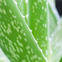 2x Aloe vera 'Clumb' inkl. Dekotopf - Aloe Vera