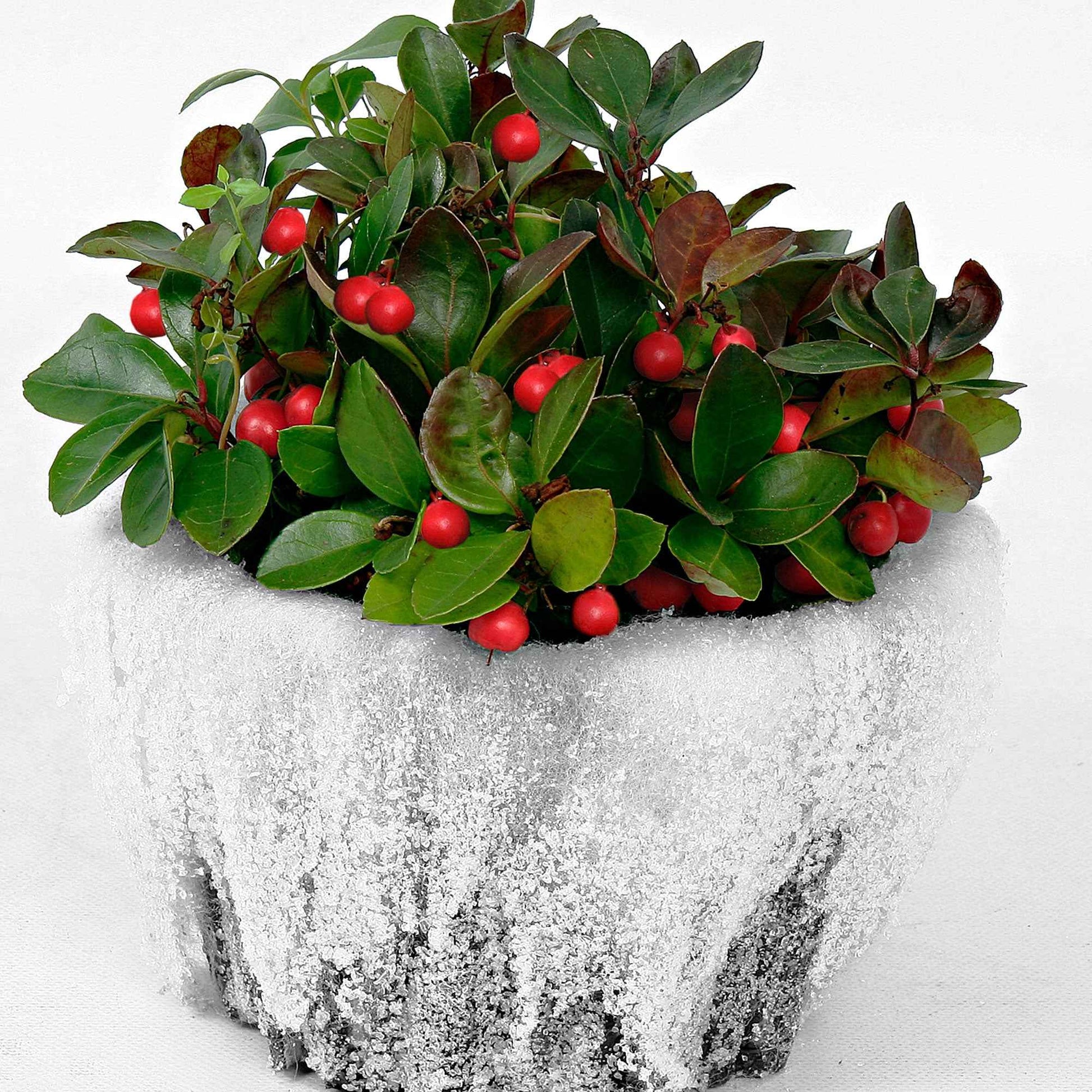 Gaultheria Big Berry 2x Scheinbeere Gaultheria 'Big Berry' rot-weiβ mit Schnee 'Big Berry' - Winterhart - Gartenpflanzen