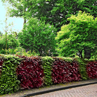 4x Buchenhecke Fagus - Mix 'groen-rood 'Atropurpurea' - Winterhart - Alle Bäume und Hecken