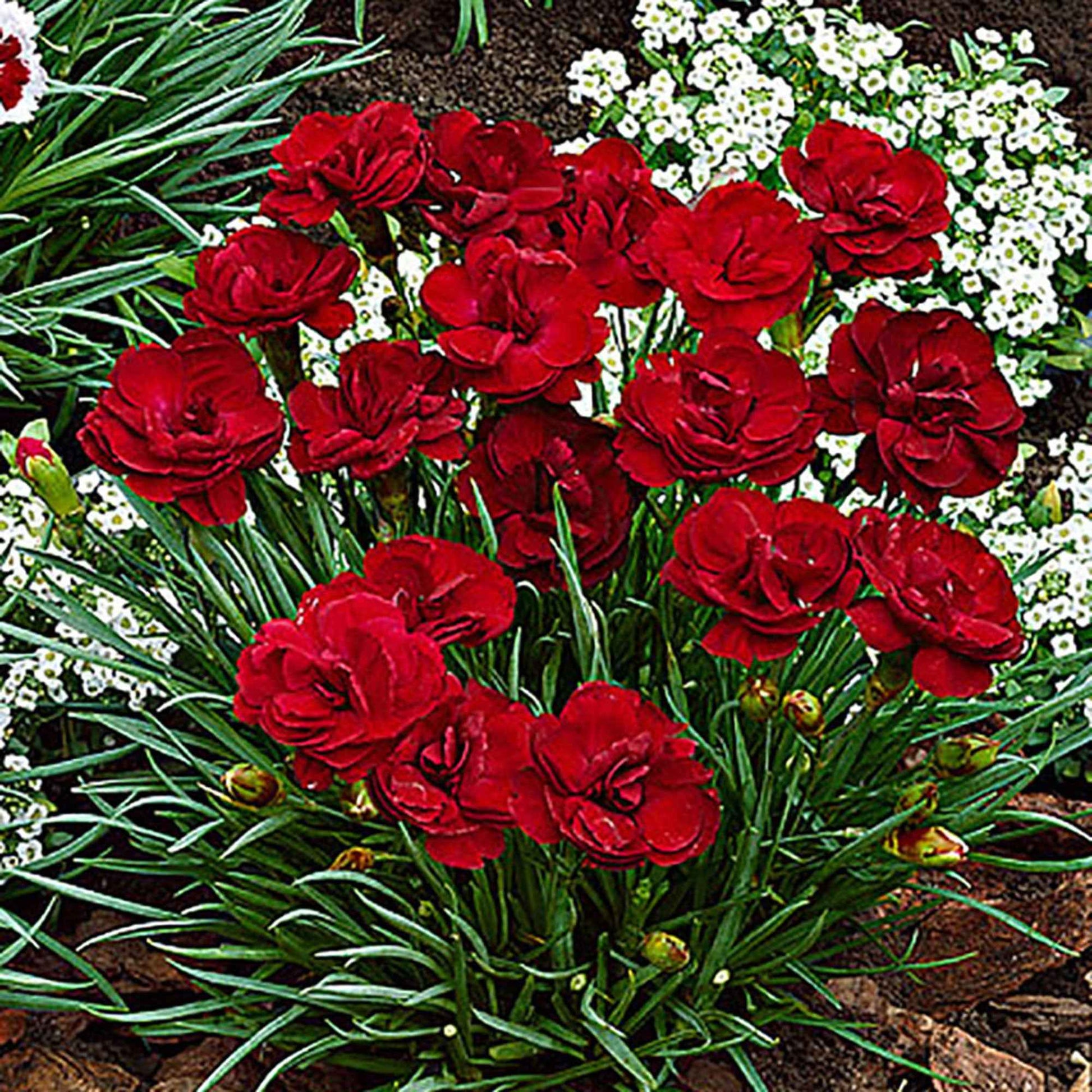 3x Blutroter Storchschnabel Dianthus 'Desmond' rot - Winterhart - Alle Gartenstauden