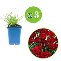3x Blutroter Storchschnabel Dianthus 'Desmond' rot - Winterhart - Beetpflanzen