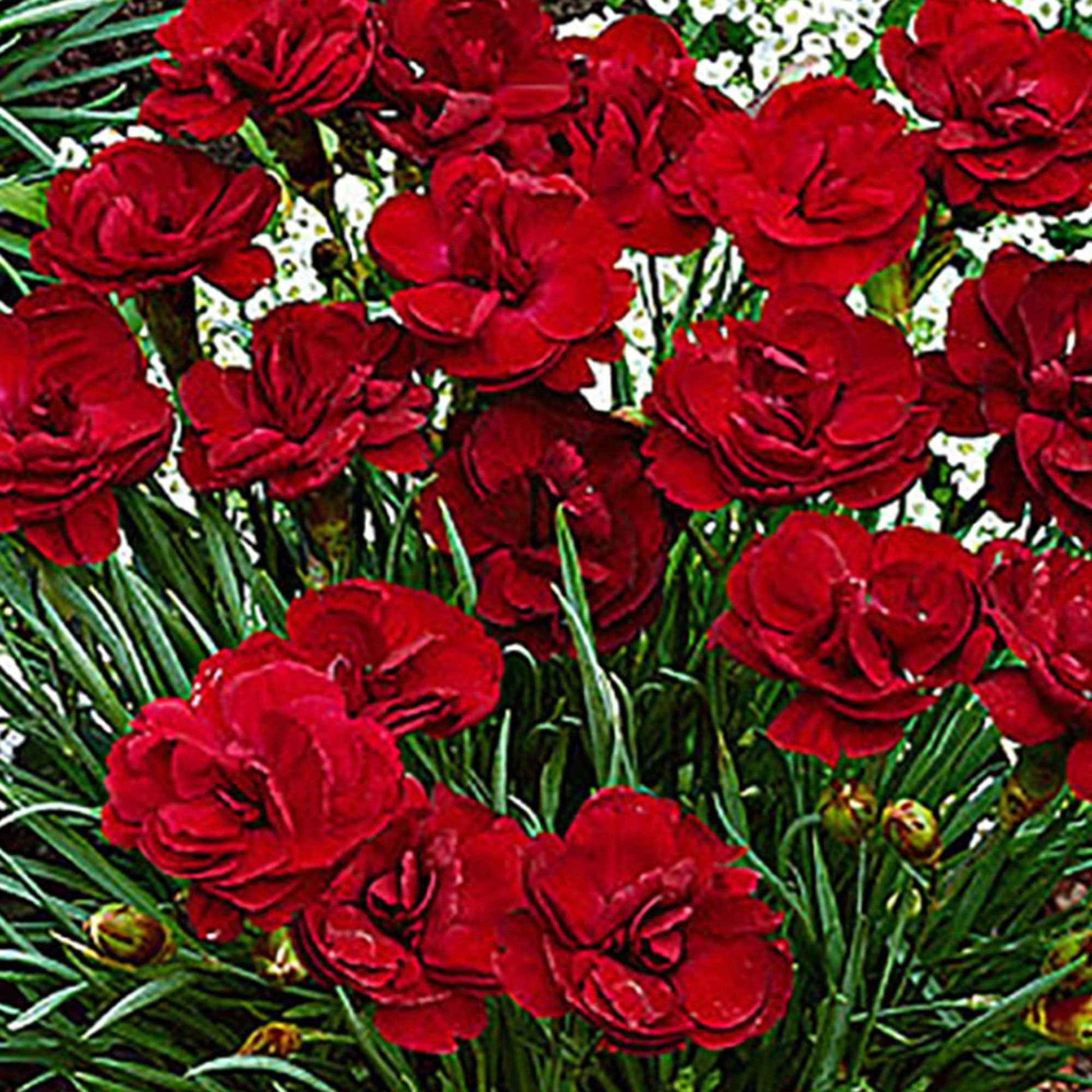 3x Blutroter Storchschnabel Dianthus 'Desmond' rot - Winterhart - Gartenpflanzen