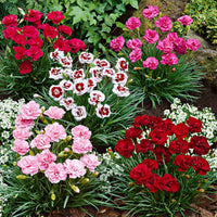 6x Federnelke Dianthus - Mischung 'Pretty Pink' Rot-Weiß-Rosa - Winterhart - Alle Gartenstauden