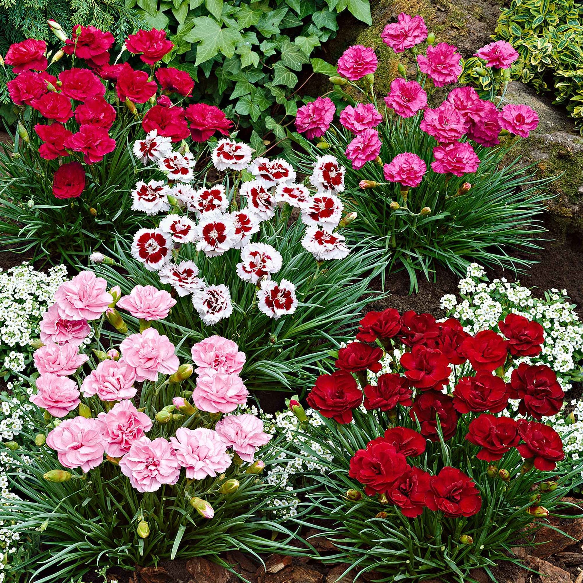 6x Federnelke Dianthus - Mischung 'Pretty Pink' Rot-Weiß-Rosa - Winterhart - Gartenpflanzen