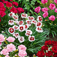 6x Federnelke Dianthus - Mischung 'Pretty Pink' Rot-Weiß-Rosa - Winterhart - Immergrüne Gartenpflanzen