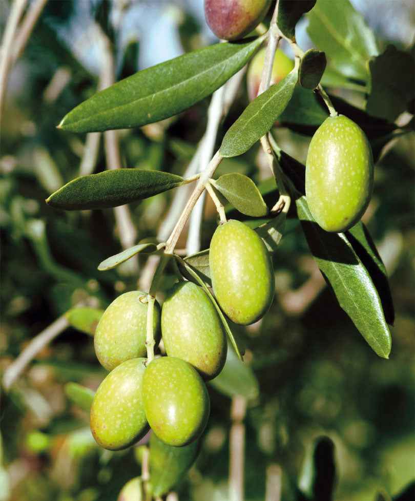 Olivenbaum Olea europaea 'Cipressino' inkl. Ziertopf aus Keramik, Grau - Gartenpflanzen