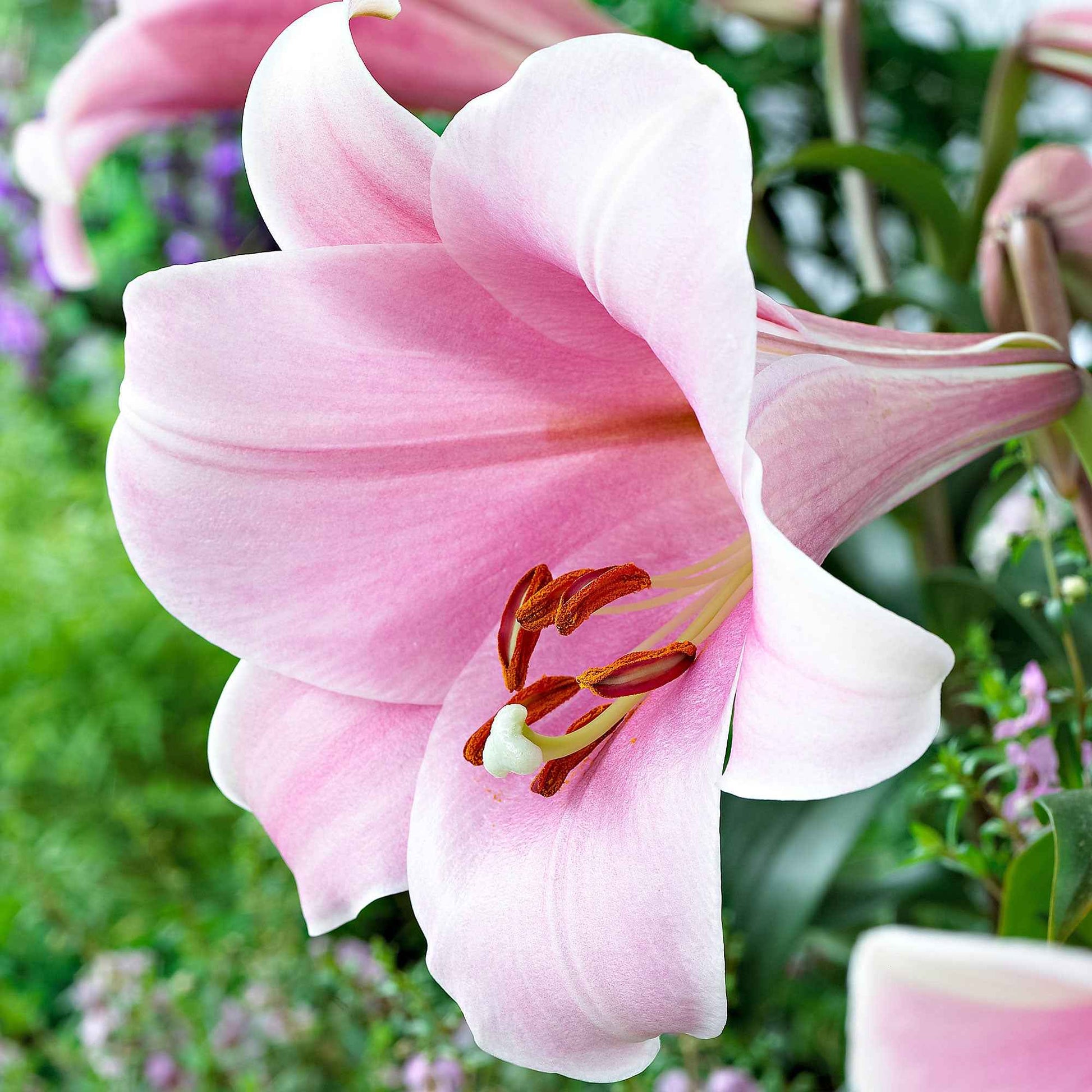 5x Lilie 'Bellsong' rosa - Alle Blumenzwiebeln