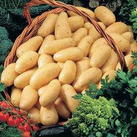 Kartoffelkollektion: Amandine, Jeannette, Blanche. - Solanum tuberosum 'amandine', 'jeannette', 'blanche' - Kartoffeln