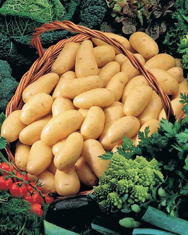 Kartoffelkollektion: Amandine, Jeannette, Blanche. - Solanum tuberosum 'amandine', 'jeannette', 'blanche' - Kartoffeln