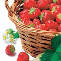 Erdbeere Manille ® VOC MA 94 73 1 - Fragaria x ananassa manille ® cov ma 94 73 1 - Erdbeeren