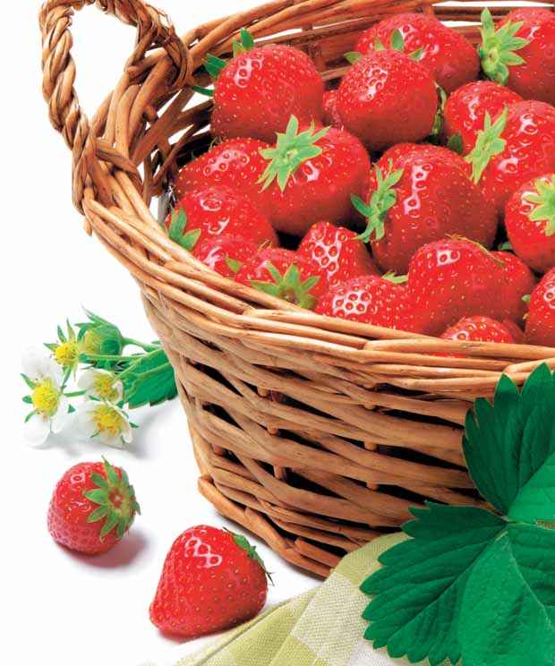 Erdbeere Manille ® VOC MA 94 73 1 - Fragaria x ananassa manille ® cov ma 94 73 1 - Obst