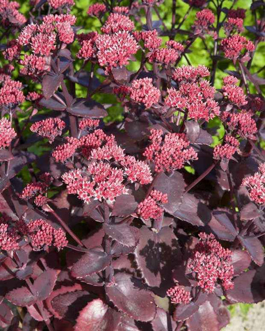 Fetthenne Chocolate Cherry - Sedum 'chocolate cherry' - Gartenpflanzen