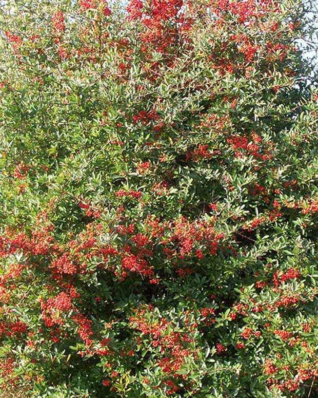 Feuerdorn Darts Red - Pyracantha coccinea  dart's red ® 'interrada' - Immergrüne Gartenpflanzen