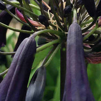 Schmucklilie Black Magic - Agapanthus black magic - Gartenpflanzen