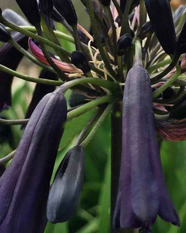 Schmucklilie Black Magic - Agapanthus black magic - Gartenpflanzen