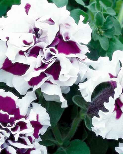 Petunie Purple Pirouette F1 - Petunia x multiflora - Blumensaat