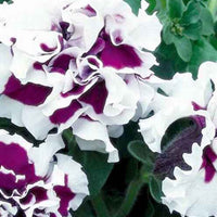 Petunie Purple Pirouette F1 - Petunia x multiflora - Gemüsegarten