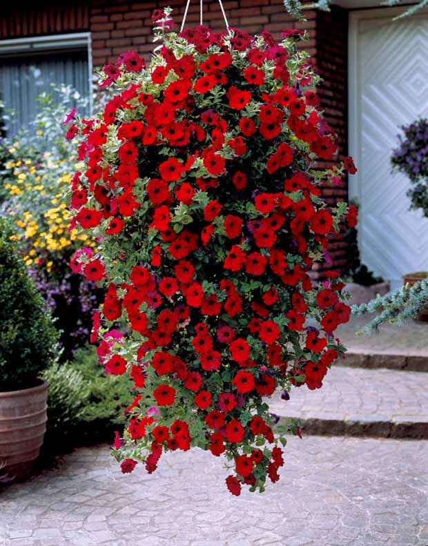 Petunien-Sammlung: rot, rosa, gelb - Petunia - Beetpflanzen