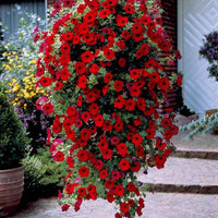 Petunien-Sammlung: rot, rosa, gelb - Petunia - Terrasse balkon