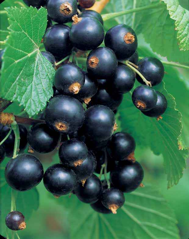 Sammlung von Schwarzen Johannisbeeren und Stachelbeeren - Ribes rubrum rovada, ribes nigrum neva chereshneva - Obst
